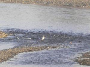 多摩川の渡り鳥